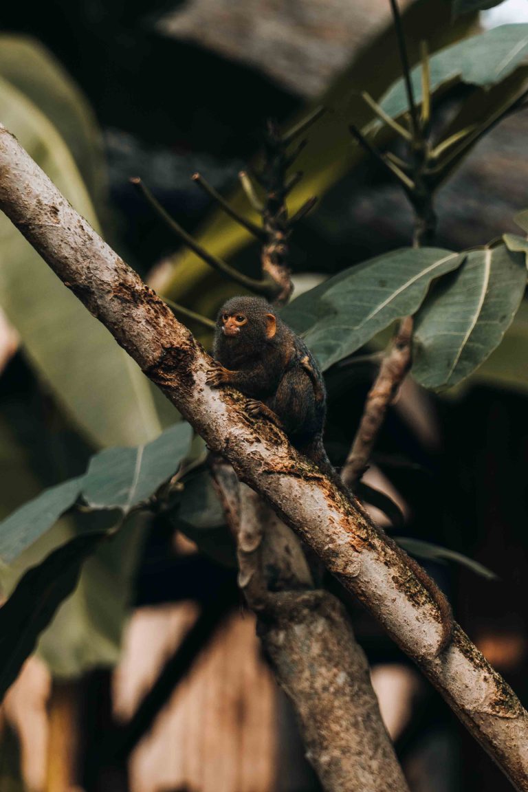 Petit singe dans un arbre