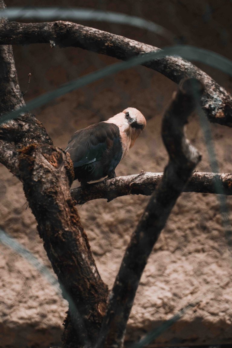 Un petit oiseaux marrant qui me regarde fixement