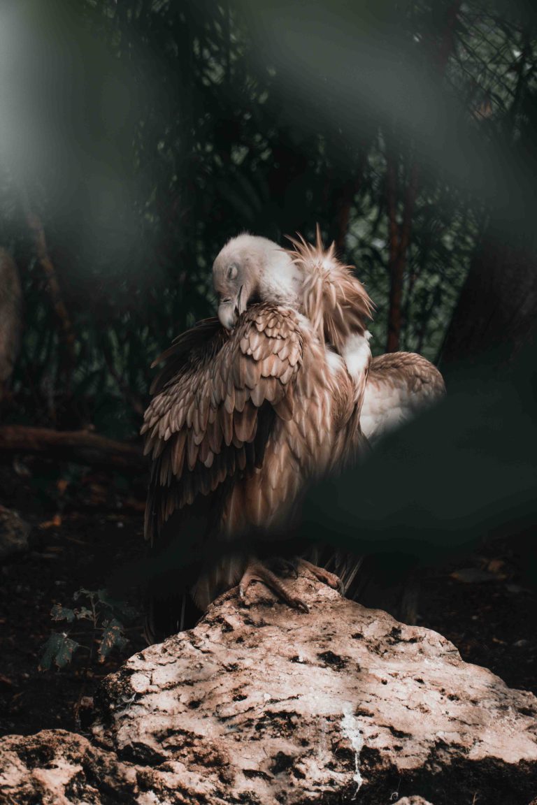 Un vautour qui se nettoie les plumes