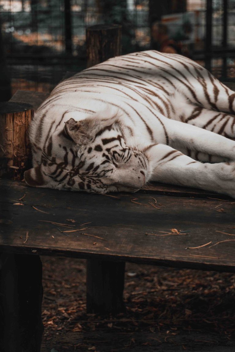 Tigre blanc qui dort