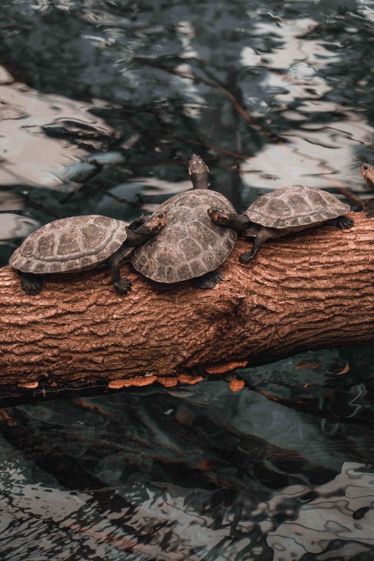 Des tortues qui se font des calins