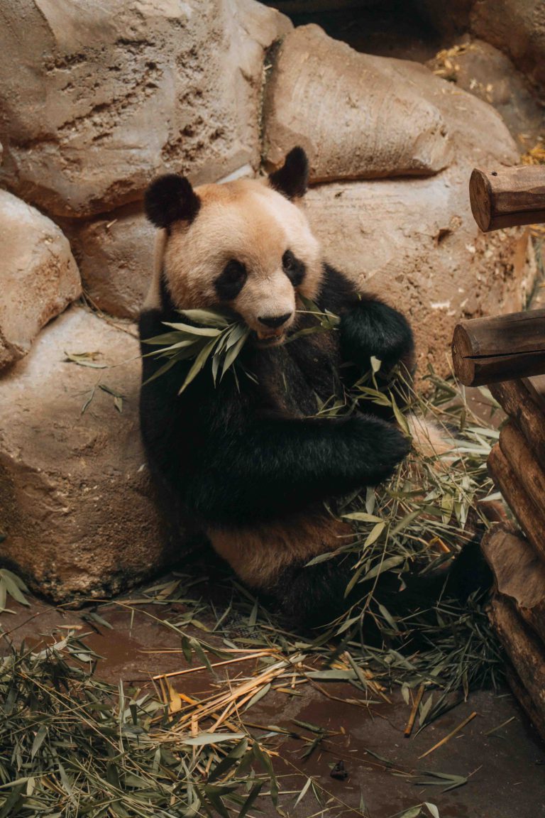 Un panda qui mange