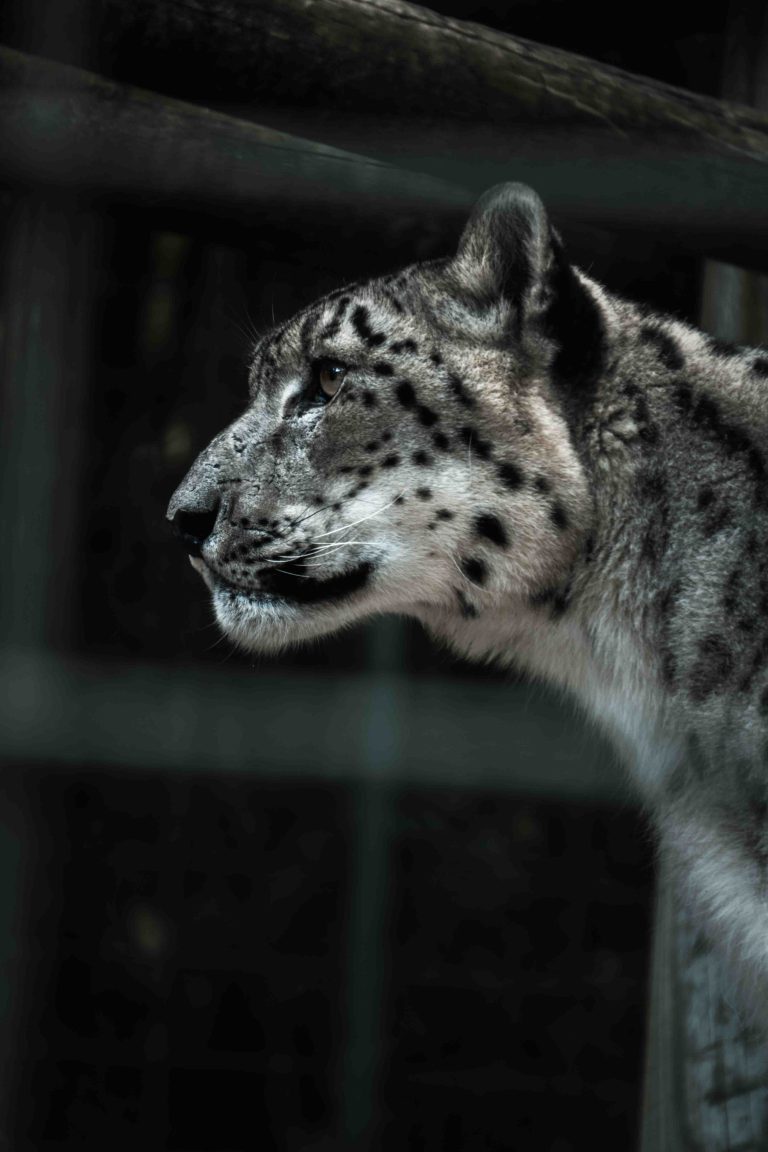 Panthère des neiges de profil