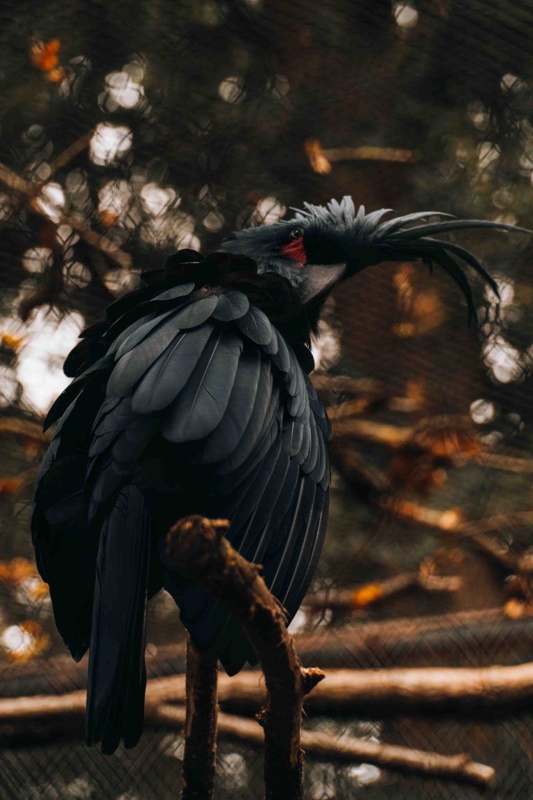 Un oiseaux qui me regarde de côté