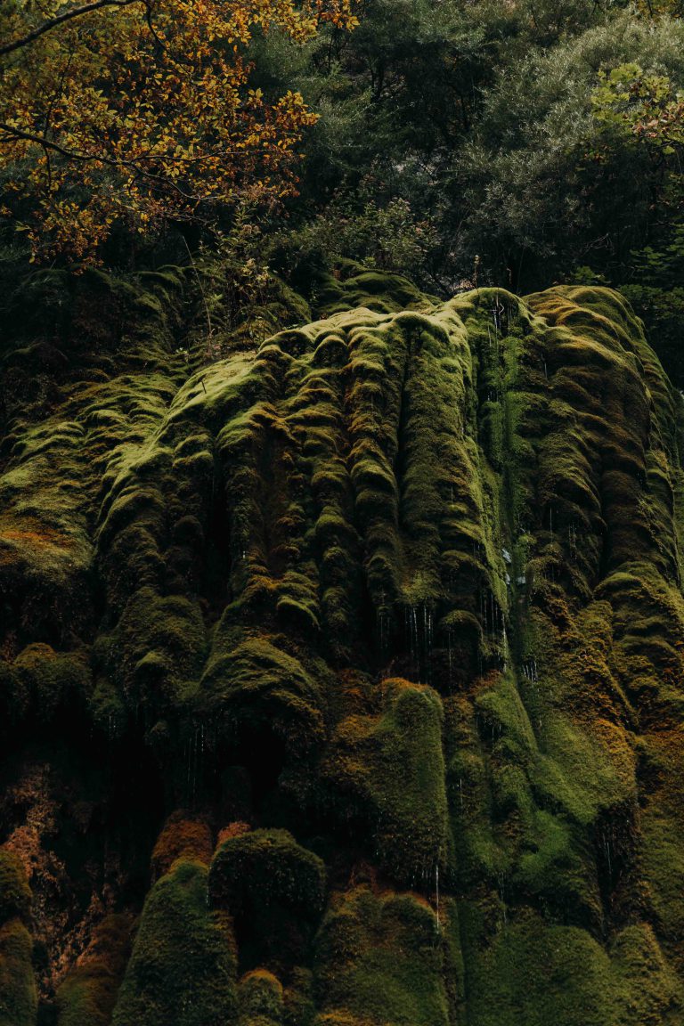 Photo d'une falaise envahi par la mousse