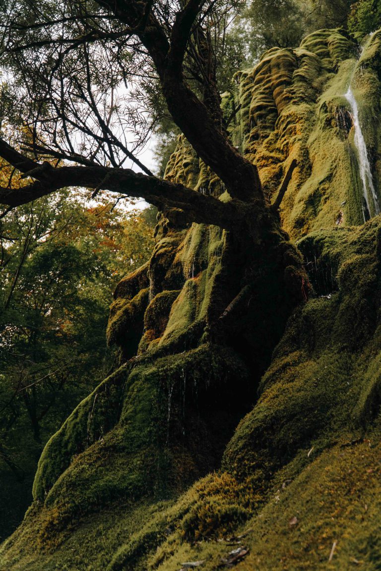 Photo d'une falaise envahi par la mousse avec une cascade et son arbre