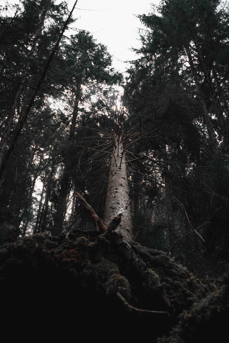 Photo d'un tronc d'arbre renversé